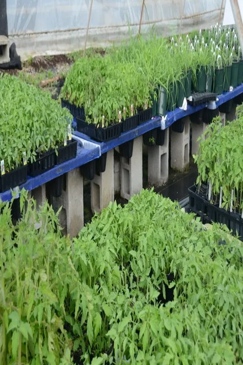 Trusted landscape installation for outdoor upgrades across Glasgow, KY - Green Leaf Nursery