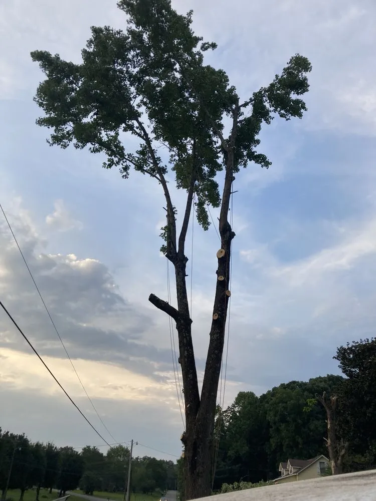 Local landscape installation experts serving Dickson, TN - Green Leaf Tree Care