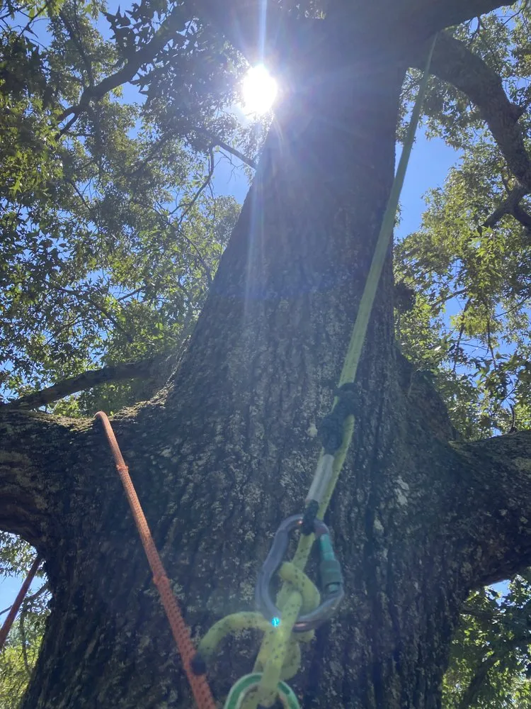 Reliable yard cleanup service in Dickson, TN - Green Leaf Tree Care