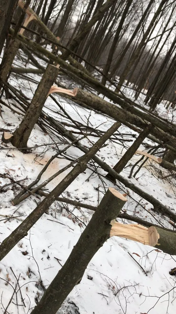 Trusted lawn care service for outdoor upgrades in North East, PA by Green Leaf Tree Care