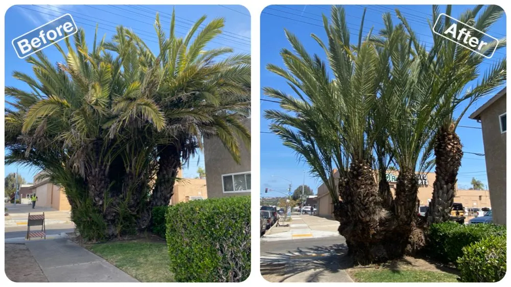 Affordable yard maintenance in San Diego, CA - Green Leaf Tree Care