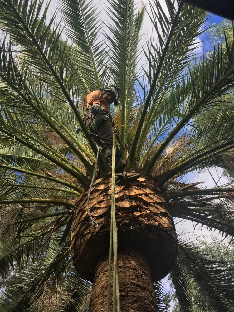 Trusted lawn care service in San Diego, CA by Green Leaf Tree Care