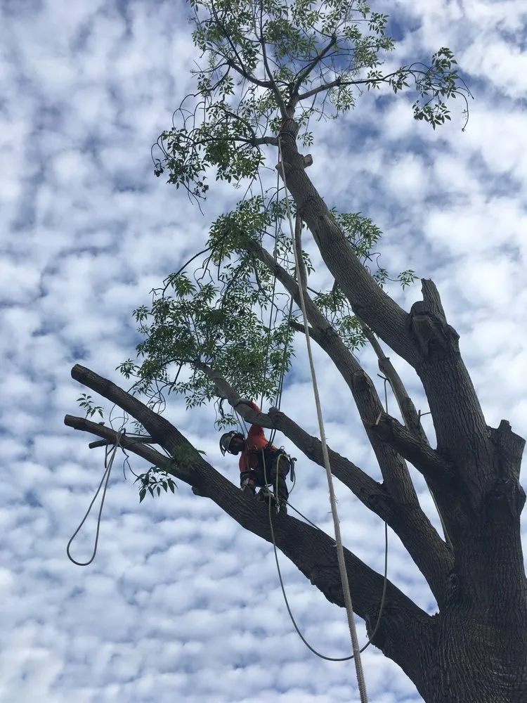 Reliable garden landscaping in San Diego, CA - Green Leaf Tree Care