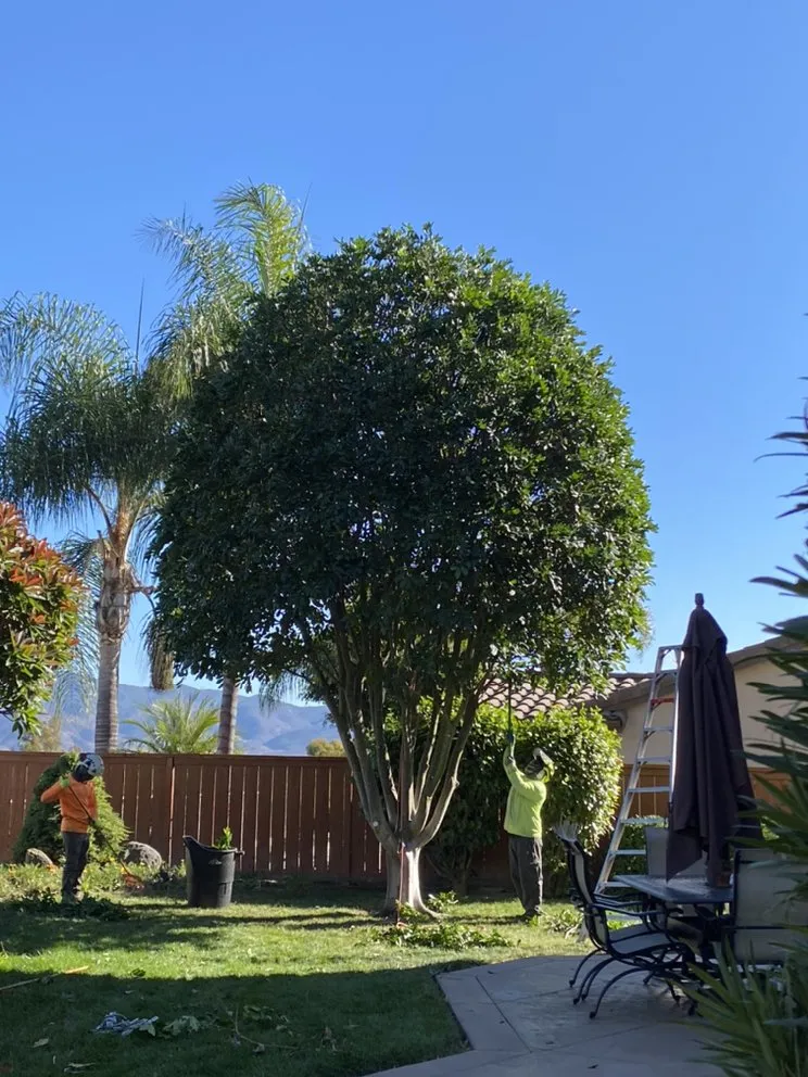 Custom lawn care service experts serving San Diego, CA - Green Leaf Tree Care