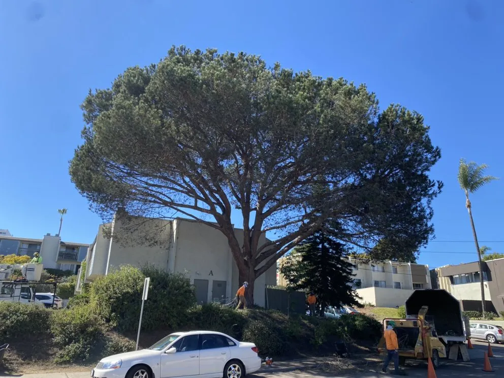 Local garden landscaping experts serving San Diego, CA - Green Leaf Tree Care