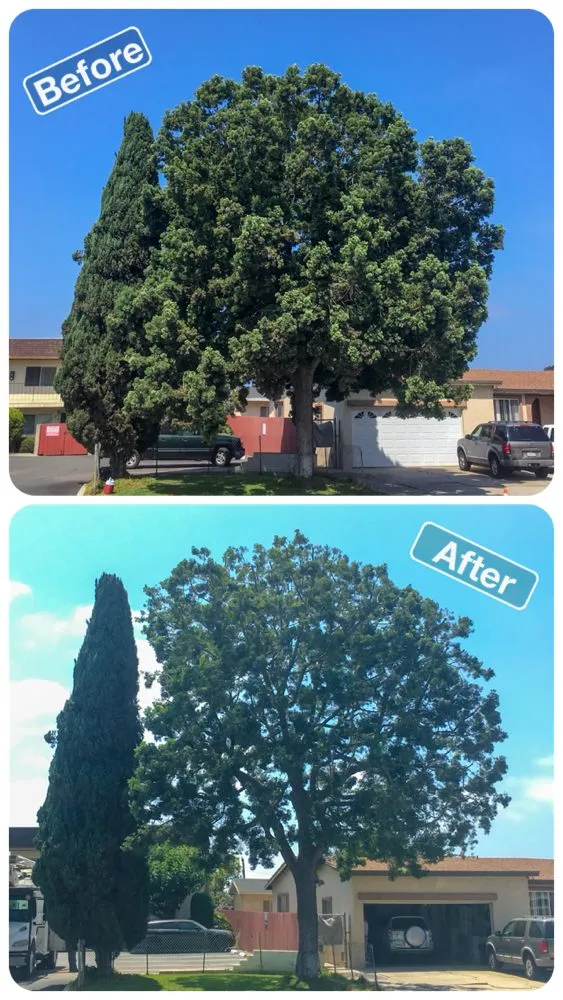 Top-rated landscape design for beautiful yards in San Diego, CA by Green Leaf Tree Care