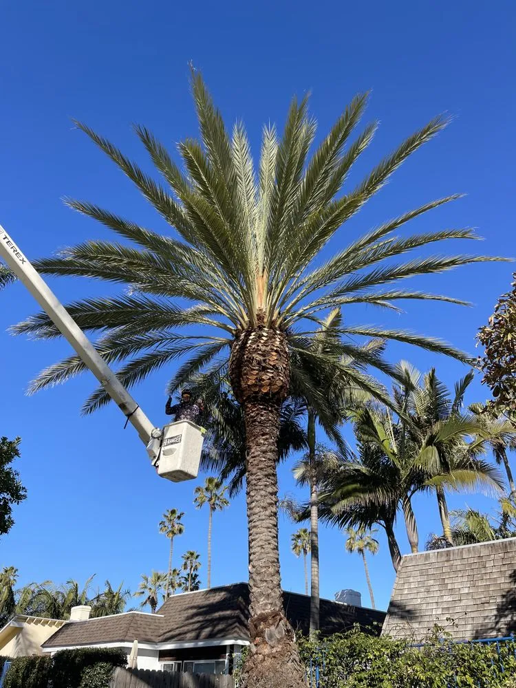 Local yard cleanup service for outdoor upgrades in San Diego, CA by Green Leaf Tree Care