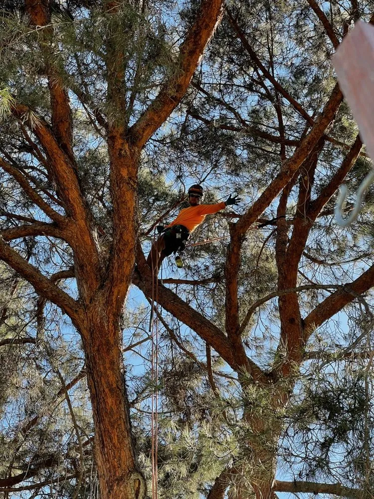 Trusted yard maintenance in San Diego, CA - Green Leaf Tree Care