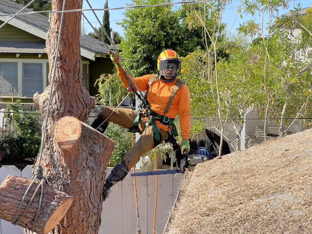 Affordable lawn care service in San Diego, CA - Green Leaf Tree Care