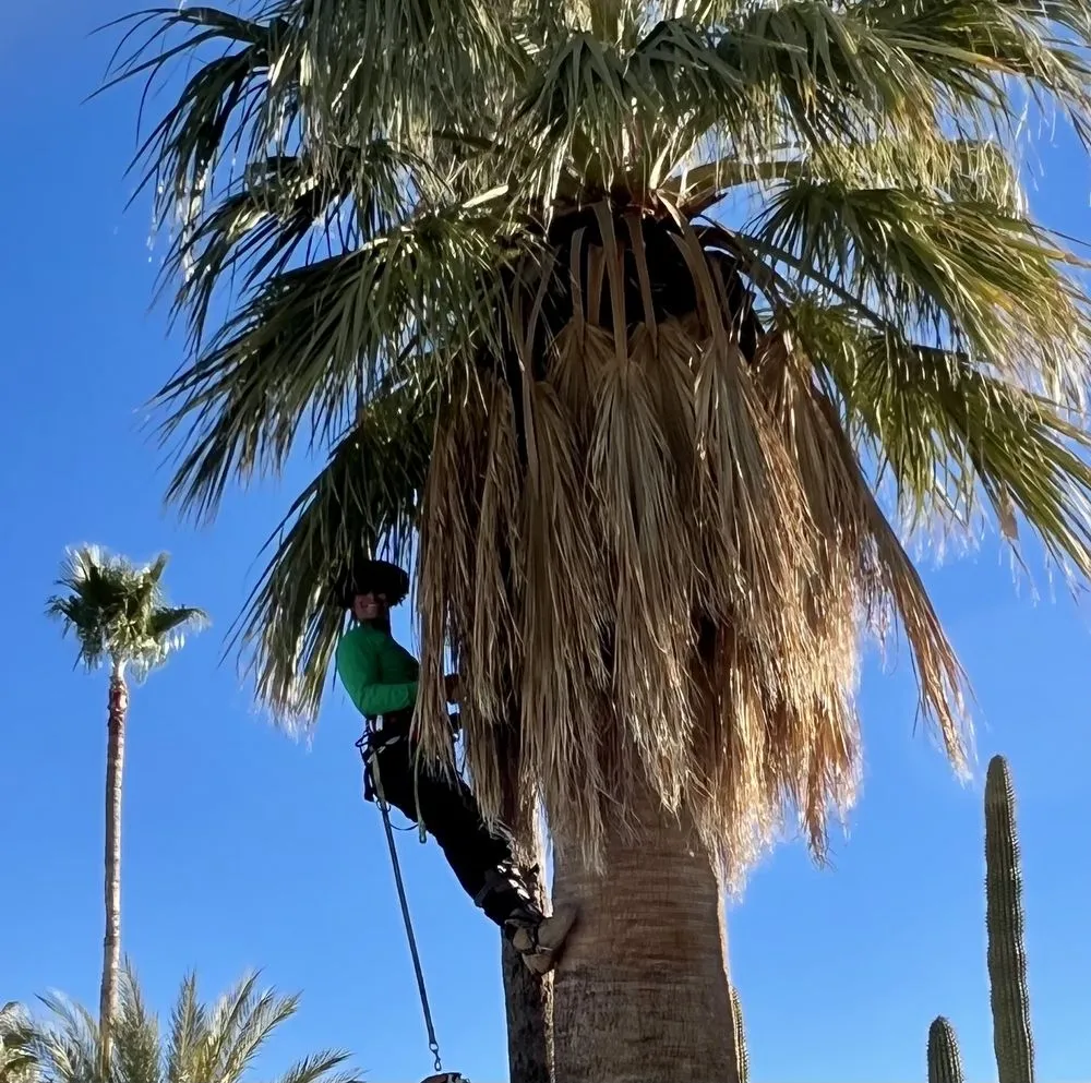 Reliable garden landscaping in Tucson, AZ by Green Leaf Tree Service