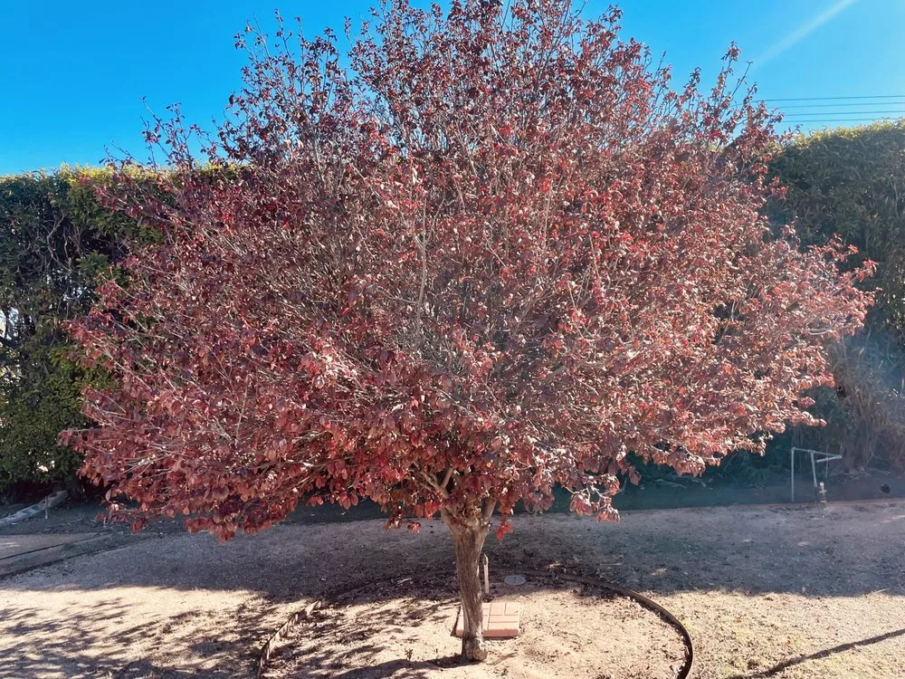 Local residential landscaping in Tucson, AZ - Green Leaf Tree Service