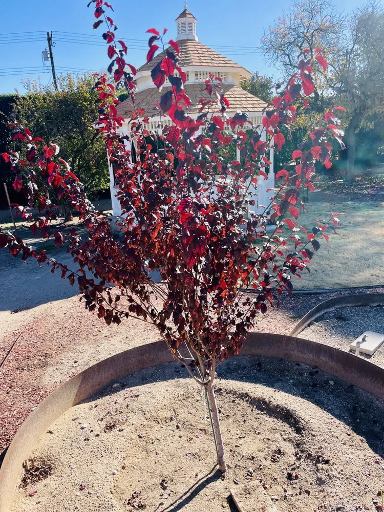 Local residential landscaping with custom design across Tucson, AZ - Green Leaf Tree Service