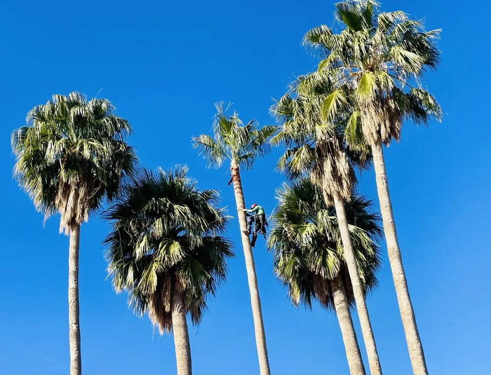 Local landscape installation in Tucson, AZ by Green Leaf Tree Service