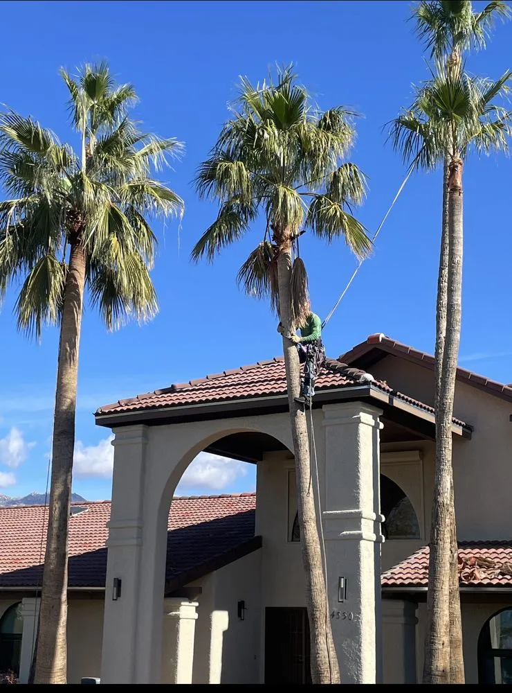 Custom yard cleanup service experts serving Tucson, AZ - Green Leaf Tree Service