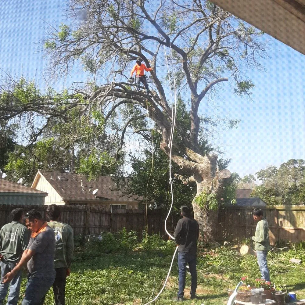 Top-rated garden landscaping in Katy, TX - Green Leaf Tree Services