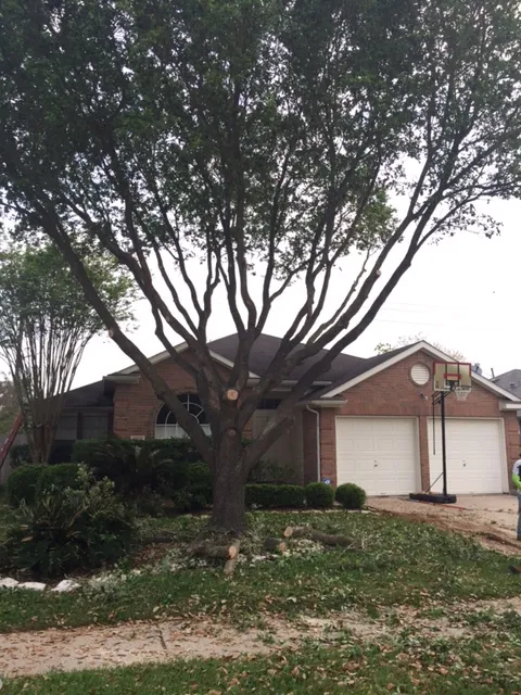 Trusted lawn care service in Katy, TX - Green Leaf Tree Services