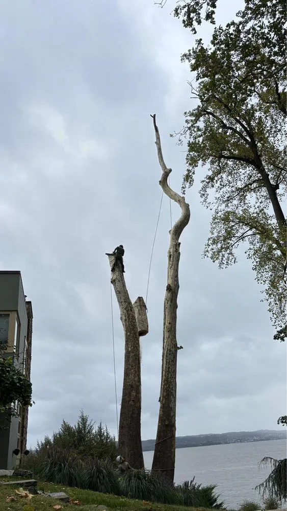 Trusted yard maintenance for year-round maintenance across Valley Cottage, NY - Green Leaves Tree Service