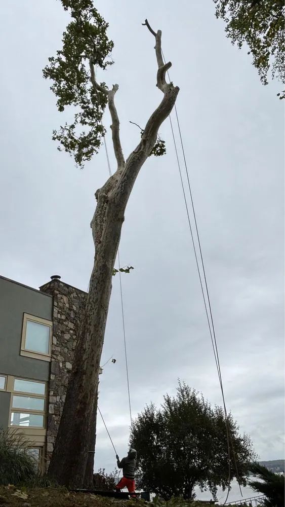 Trusted yard maintenance for outdoor upgrades across Valley Cottage, NY - Green Leaves Tree Service