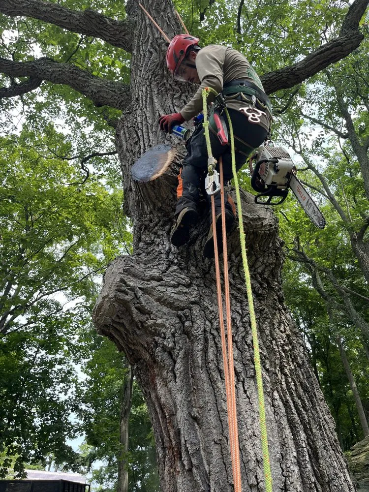 Professional lawn care service in Valley Cottage, NY - Green Leaves Tree Service