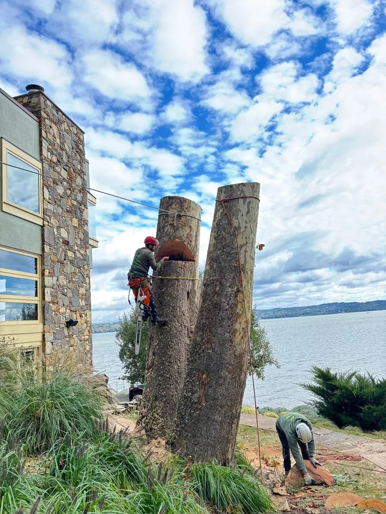 Top-rated yard cleanup service for year-round maintenance across Valley Cottage, NY - Green Leaves Tree Service