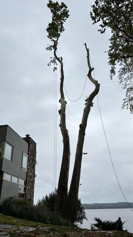 Trusted yard maintenance experts serving Valley Cottage, NY - Green Leaves Tree Service