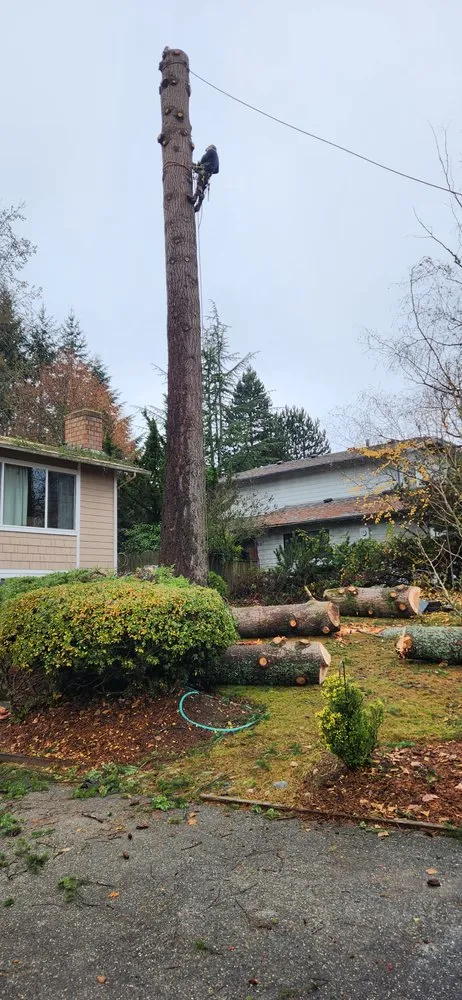 Professional lawn care service for homes in Shelton, WA by Green Leaves Trees Services and Landscaping