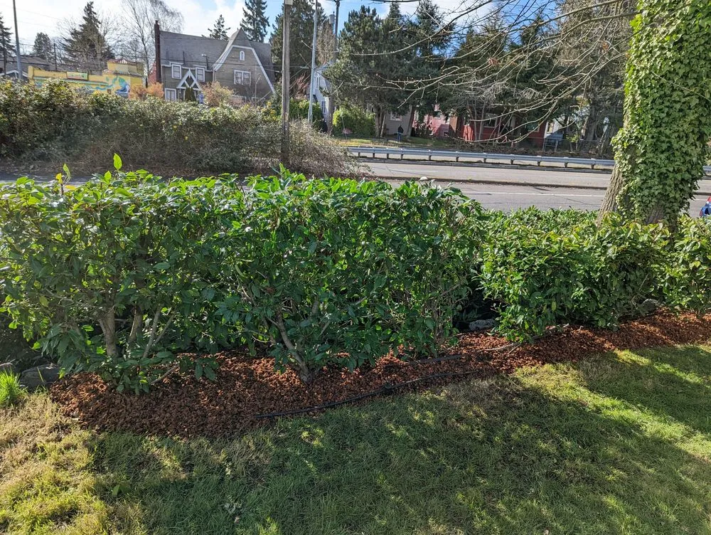 Expert landscape installation in Shelton, WA by Green Leaves Trees Services and Landscaping