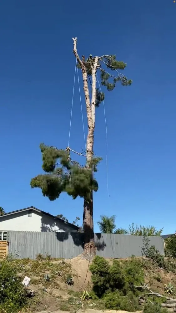 Local landscape design in Shelton, WA - Green Leaves Trees Services and Landscaping