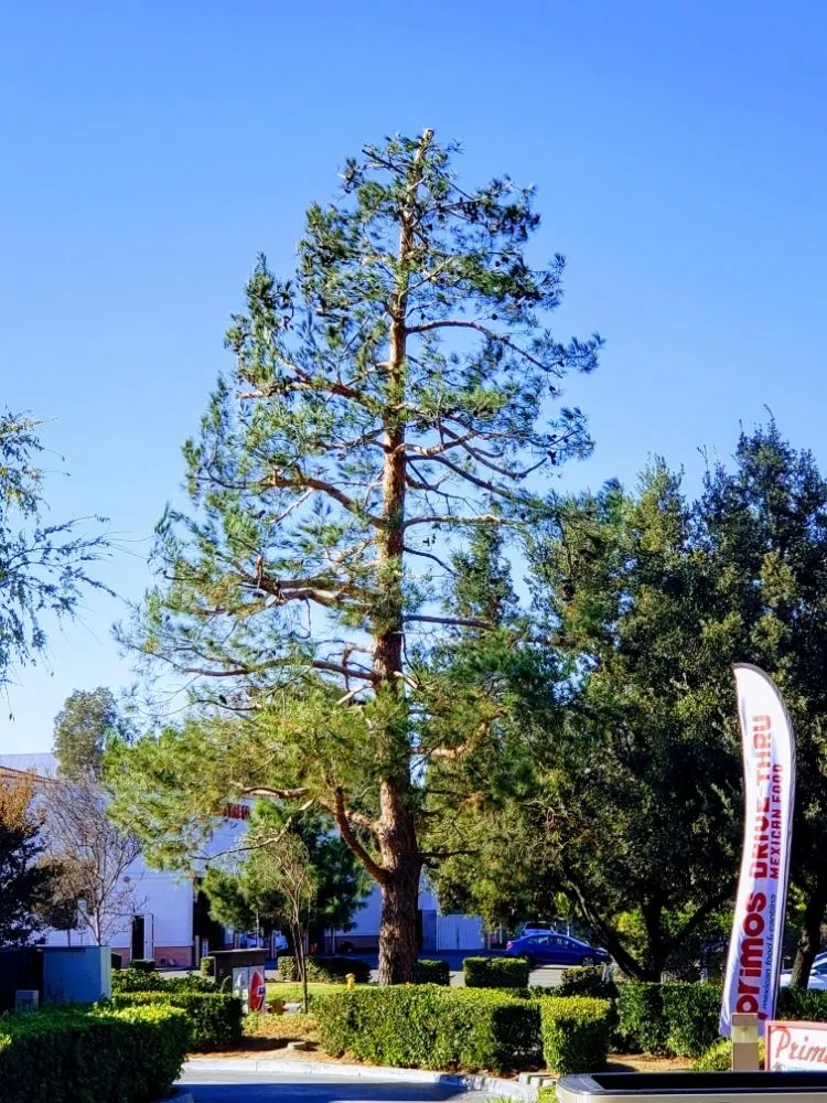 Local yard cleanup service for outdoor upgrades across Shelton, WA - Green Leaves Trees Services and Landscaping