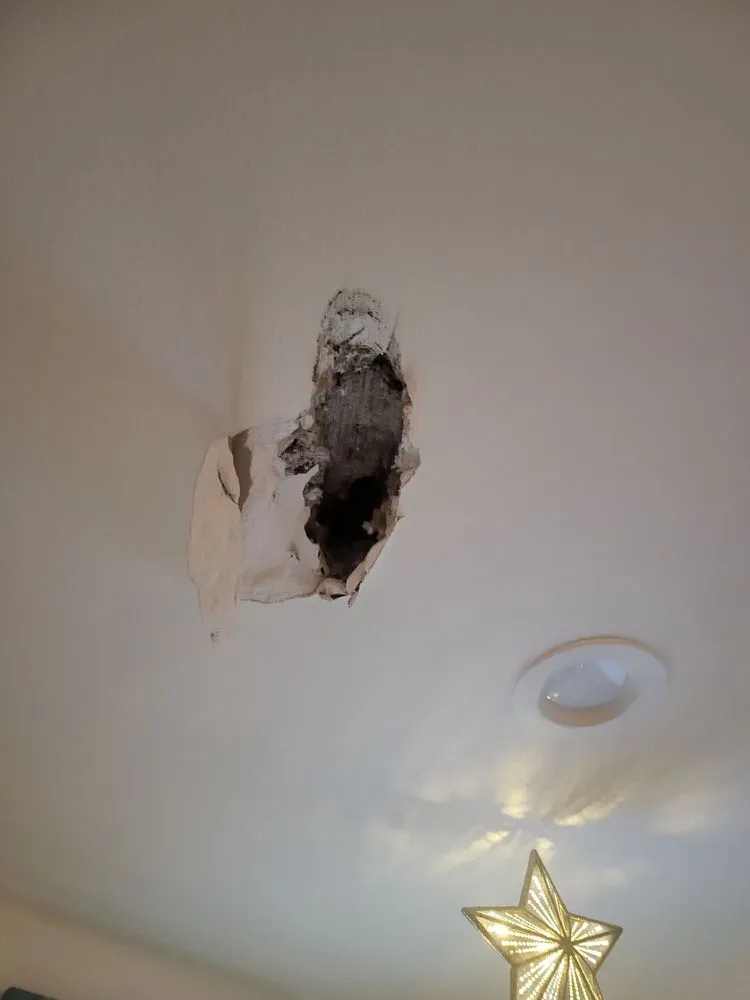 Top-rated landscape installation experts serving Shelton, WA - Green Leaves Trees Services and Landscaping