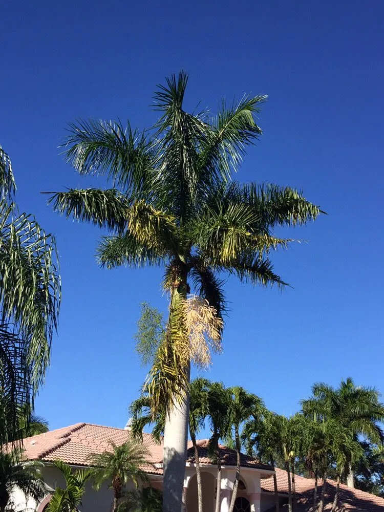 Reliable residential landscaping in Coral Springs, FL - Green Life