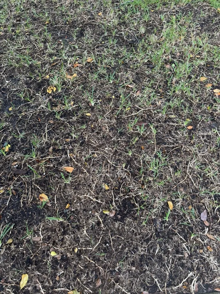 Professional garden landscaping in Coral Springs, FL by Green Life