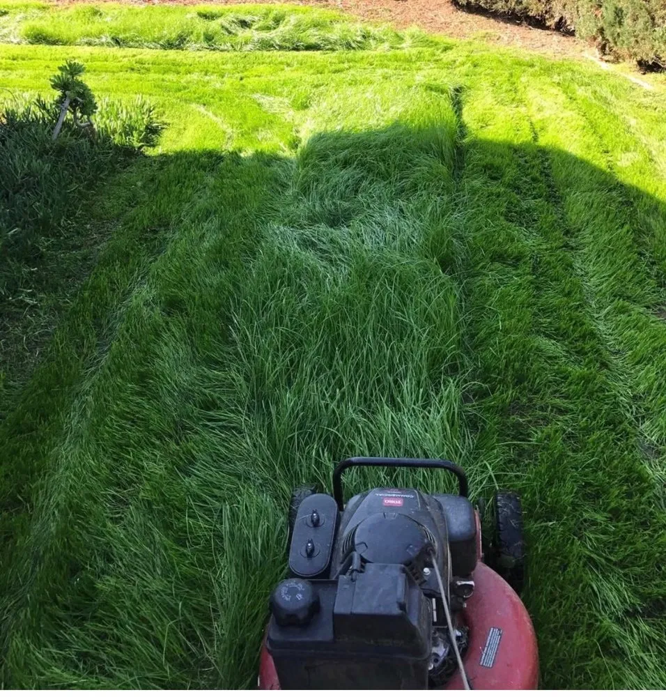 Local lawn care service in La Puente, CA - Green Life Landscape