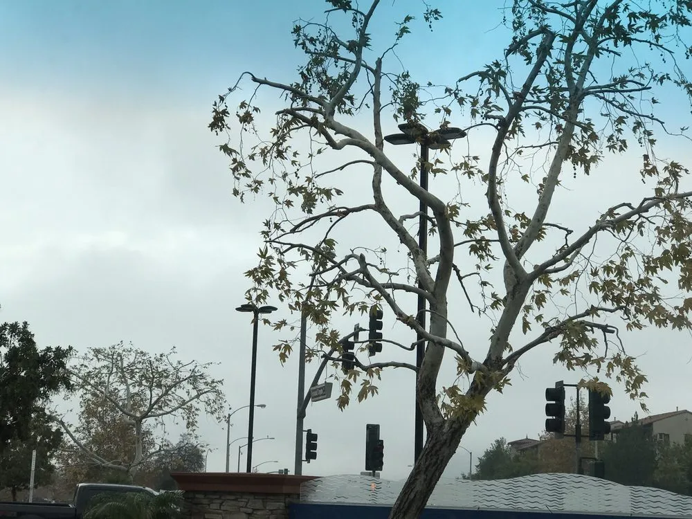 Professional lawn care service experts serving La Puente, CA - Green Life Landscape