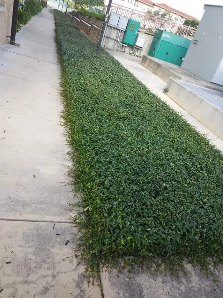 Local yard cleanup service near you across San Antonio, TX - Green Life Lawn Service