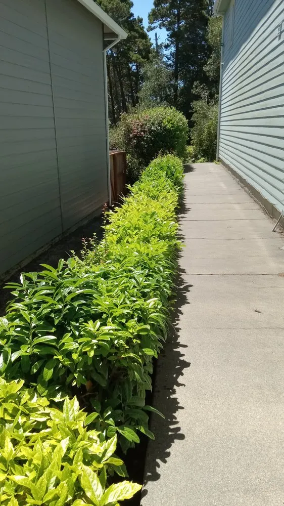 Local yard cleanup service in Florence, OR - Green Life Services