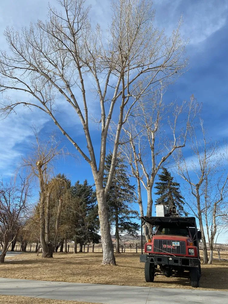 Affordable yard cleanup service for outdoor upgrades in Thermopolis, WY by Green Life Solutions