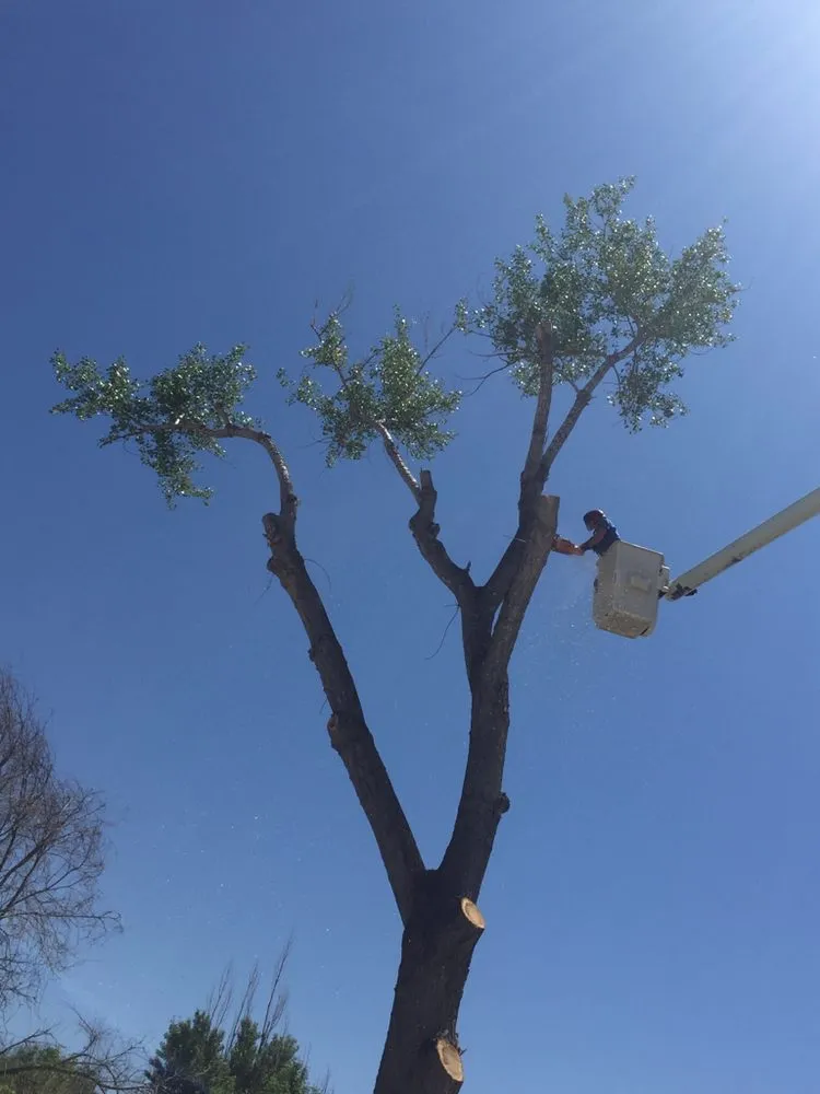 Expert landscape design experts serving Thermopolis, WY - Green Life Solutions