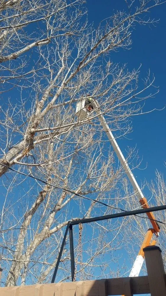 Reliable yard maintenance in Thermopolis, WY by Green Life Solutions