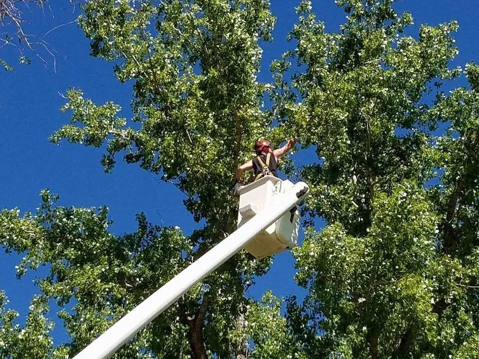 Top-rated outdoor landscaping experts serving Thermopolis, WY - Green Life Solutions