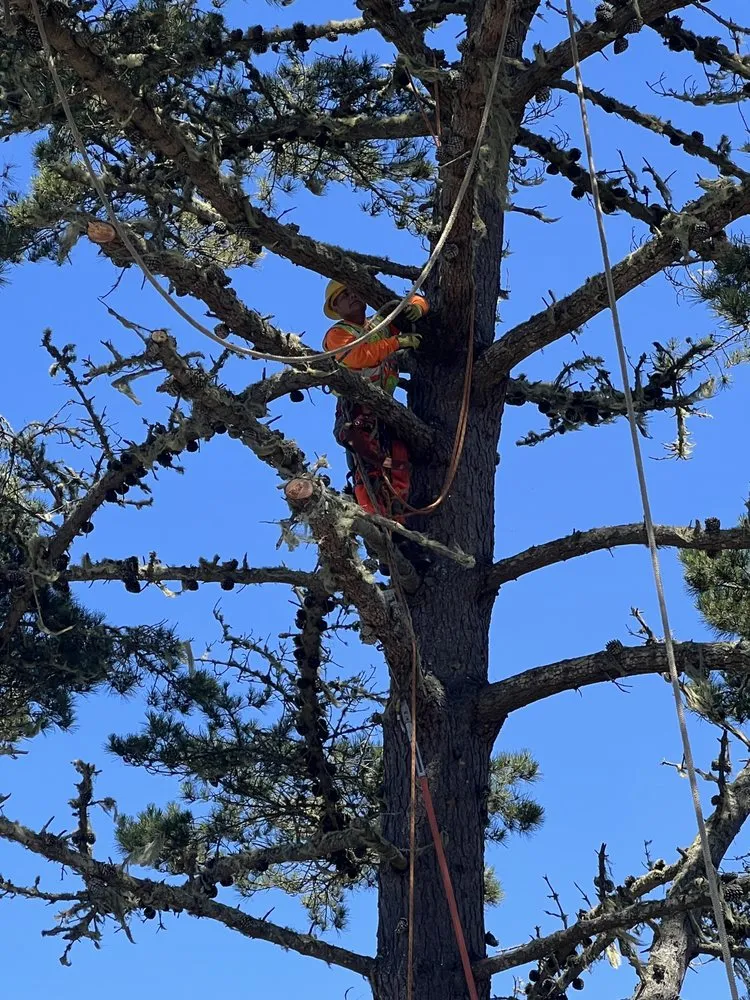Reliable landscape installation in Seaside, CA - Green Life Tree Service