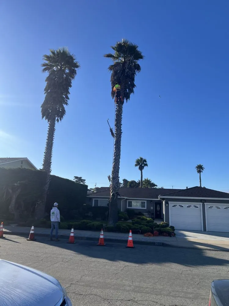 Expert lawn care service for year-round maintenance across Seaside, CA - Green Life Tree Service