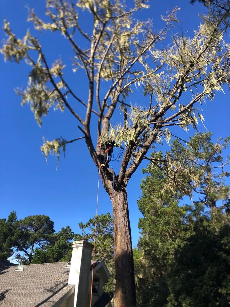 Affordable outdoor landscaping for beautiful yards in Seaside, CA by Green Life Tree Service