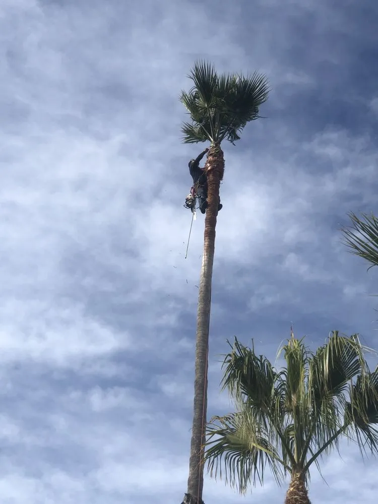 Top-rated landscape installation for outdoor upgrades across Seaside, CA - Green Life Tree Service