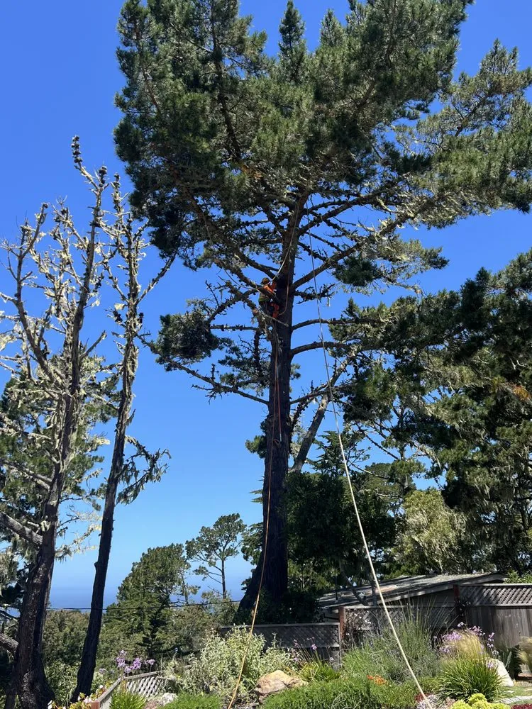 Top-rated residential landscaping in Seaside, CA - Green Life Tree Service