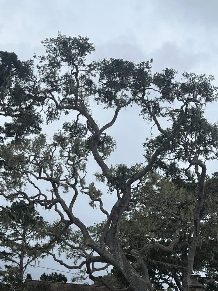 Local landscaping services in Seaside, CA by Green Life Tree Service