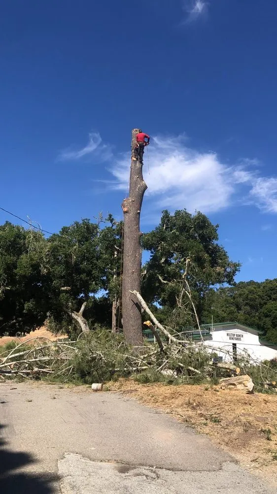 Professional landscaping services in Seaside, CA by Green Life Tree Service