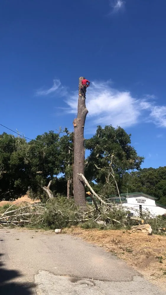 Reliable yard maintenance in Seaside, CA by Green Life Tree Service