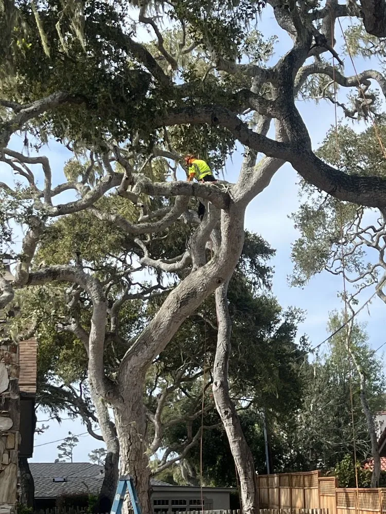 Custom yard cleanup service for outdoor upgrades across Seaside, CA - Green Life Tree Service