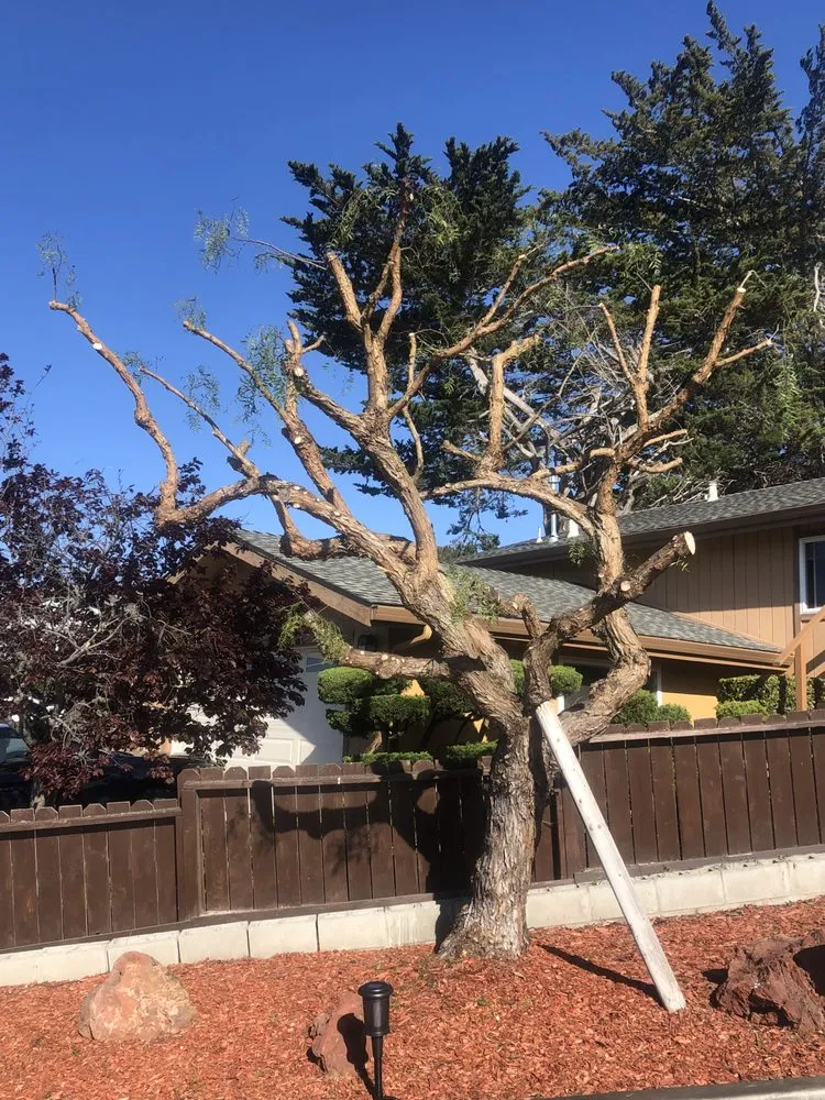 Reliable lawn mowing service experts serving Seaside, CA - Green Life Tree Service